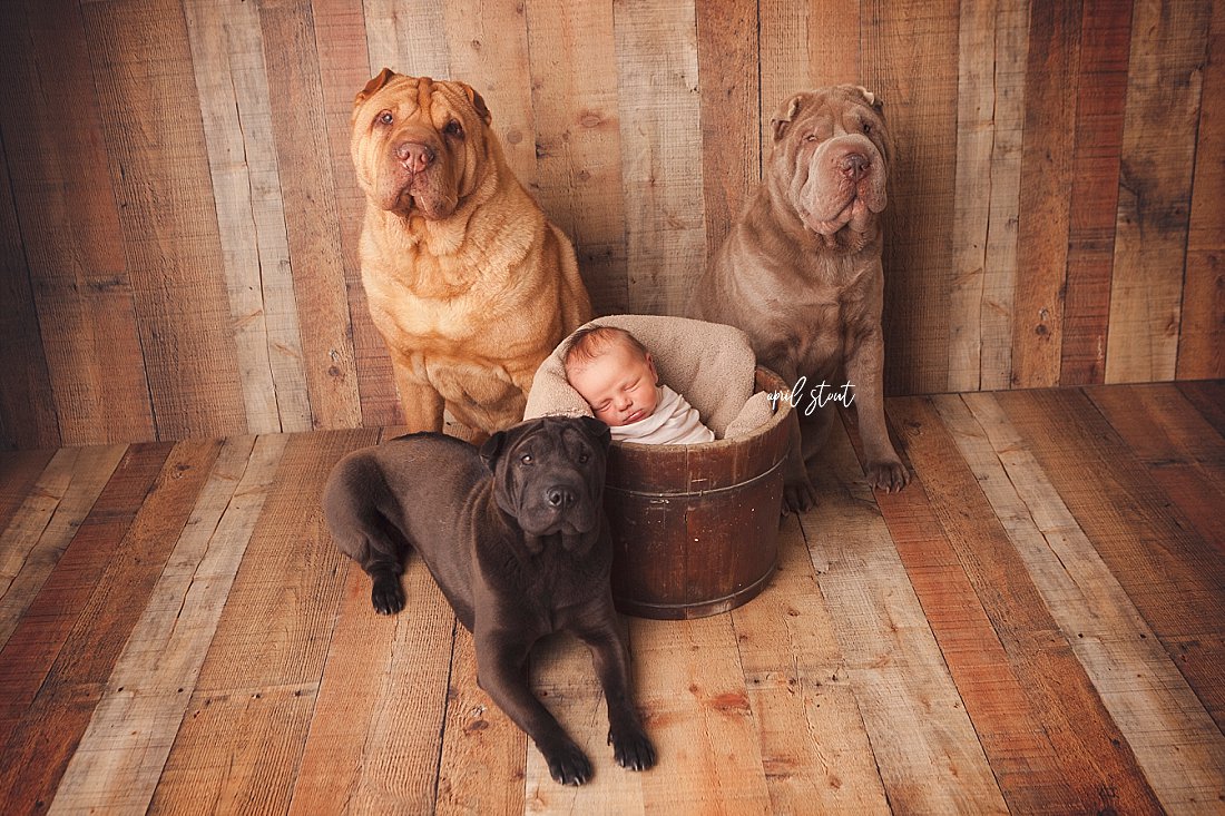 new-baby-with-dogs-Oklahoma-newborn-infant-dog